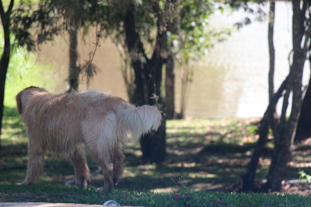 Hospedagem Fazenda Nova America ブロタス エクステリア 写真
