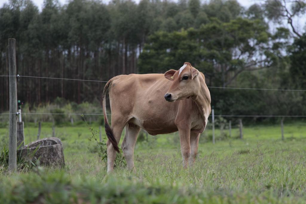 Hospedagem Fazenda Nova America ブロタス エクステリア 写真